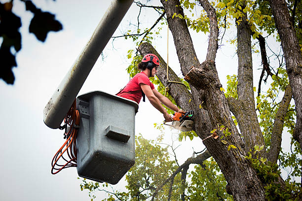  , USA Tree Removal Pros